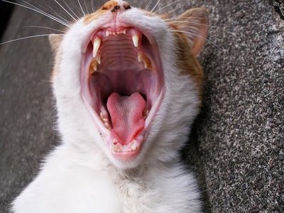 This is not Costa's cat, just some other cat with teeth; and yes, they bite