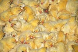 factory farm chicks