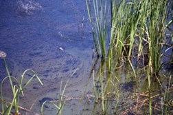 BP Oil Spill Damages