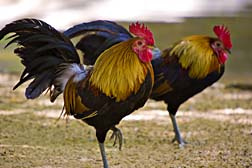Farm nuisance roosters