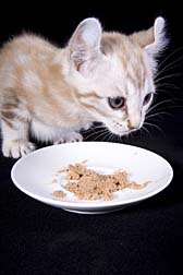 Menu foods kitten