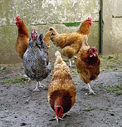 Poultry Farm hens