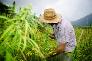 More Workers Claim Hemp Farms Stole Wages