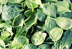 California spinach recalled to avoid food poisoning