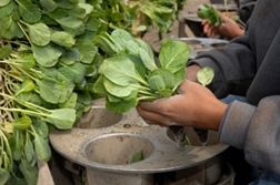 California Farmworkers Compensated for Unpaid Rest Breaks