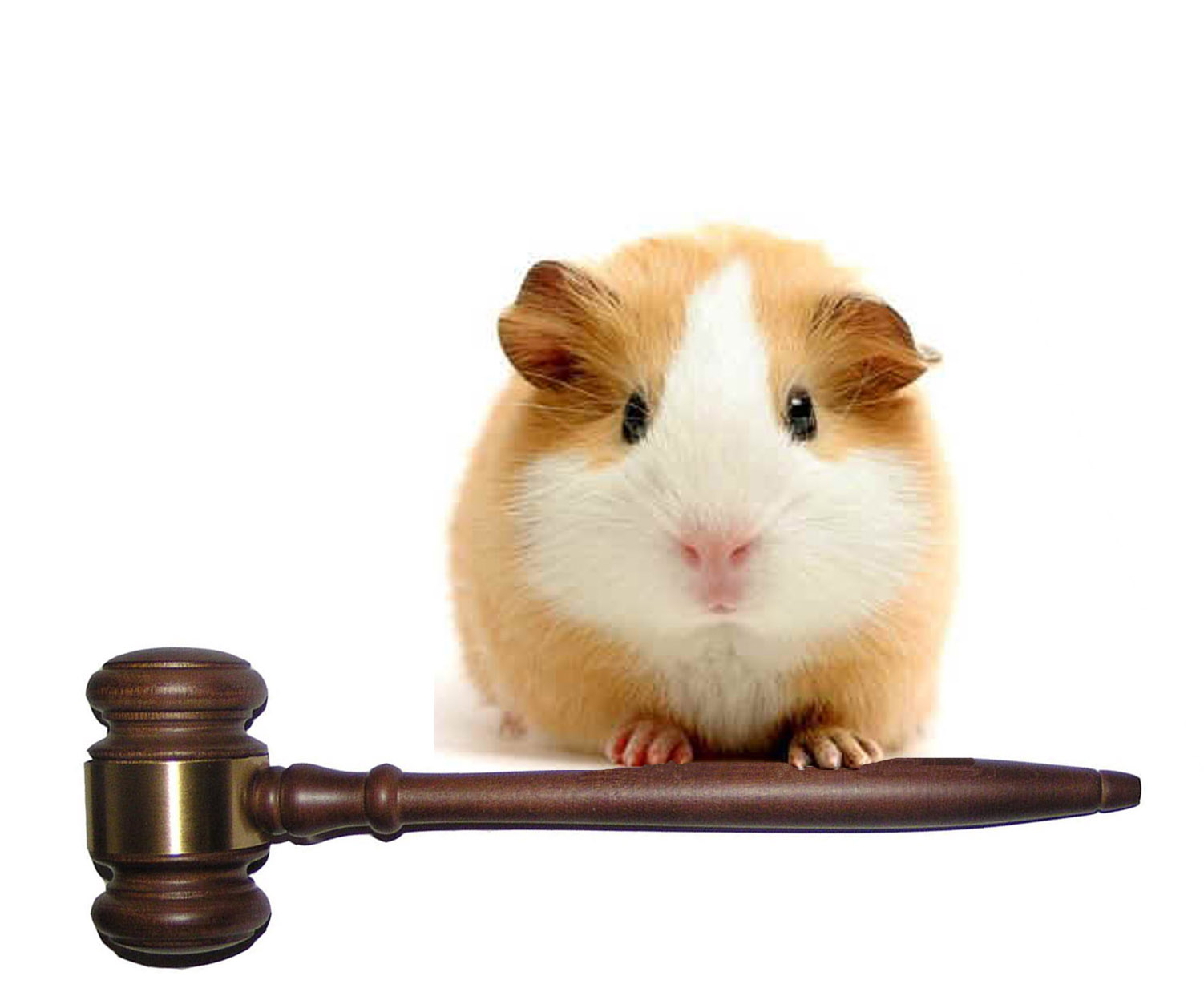 Guinea Pig Justice