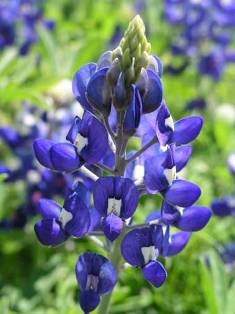 The bluebonnets must go to ensure aesthetic harmony