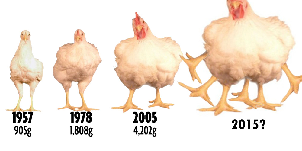 Chicken GMO KFC Rumor