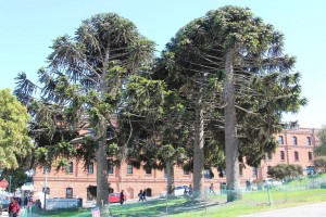Photo: SFGate, Bidwillii trees