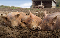 pig farm