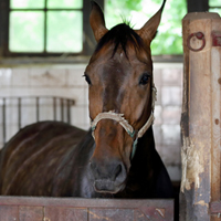Northern California Horse Training Facilities Busted for Wage and Hour Violations and Inhumane Workers’ Housing