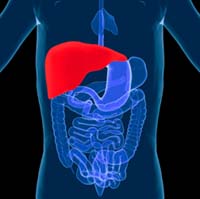 Lisinopril Caused Liver Failure, Alleges Liver Transplant Recipient 