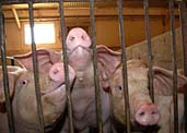 Factory Farms: What Can Be Done?