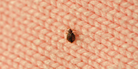Bedbug Victims Bite Back