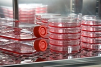 CDC, FDA Confirm Presence of Meningitis Fungus at NECC Pharmacy
