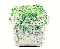 Alfalfa Sprouts