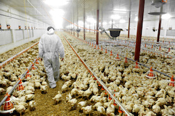 Uniformed worker in large chicken barn