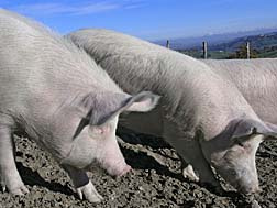 Factory farm pigs