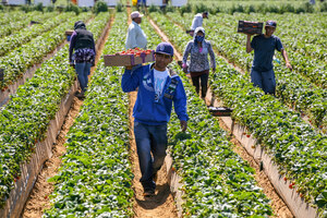 Strawberry Harvester Settles Agricultural Workers Claims for $1M