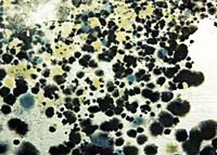 Mold: It's Common. And it Can be Very Dangerous
