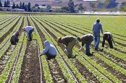 Farmworkers Another Step Toward California Overtime