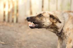 California Dog Bite Lawyer Files Lawsuit against Dr. Phil