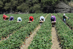 California Farm Workers Could Receive Bump in Overtime Pay