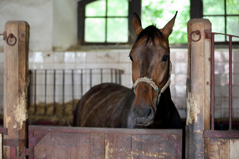 Northern California Horse Training Facilities Busted for Wage and Hour Violations and Inhumane Workers’ Housing