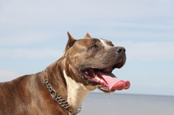 Premises Liability LA: Celebs Not Immune to Dog Bite Laws