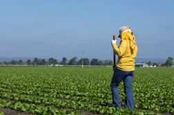Farm Workers Look for Support in California Overtime Vote