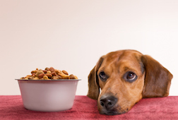 Party Animal “Cocolicious” Dog Food Subject of Class Action