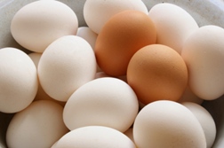 Salmonella Tainted Eggs Injure Thousands and Thousands