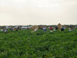 Governor Vetoes California Overtime Bill for Farmworkers 