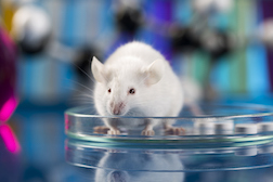 Plaintiffs in Monsanto Roundup Litigation Seek Studies on Mice