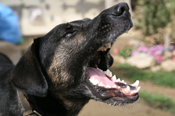 Tainted Jury Instruction on Damages Revives Dog Bite Case