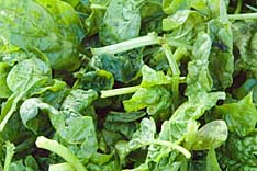 Salinas Valley spinach e. coli infections